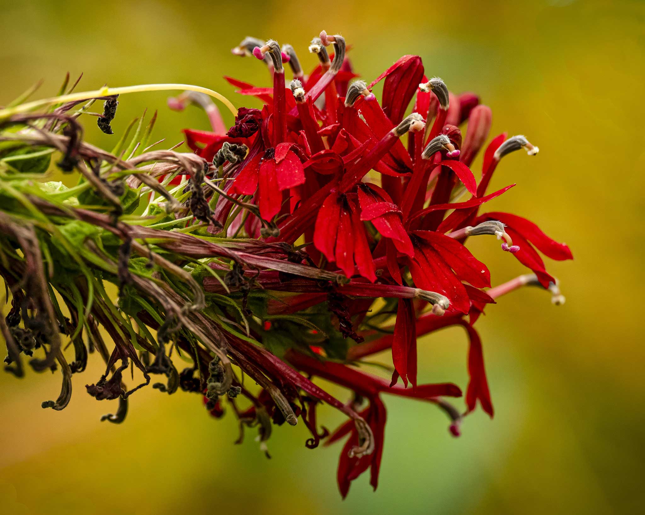 Cardinal Flower