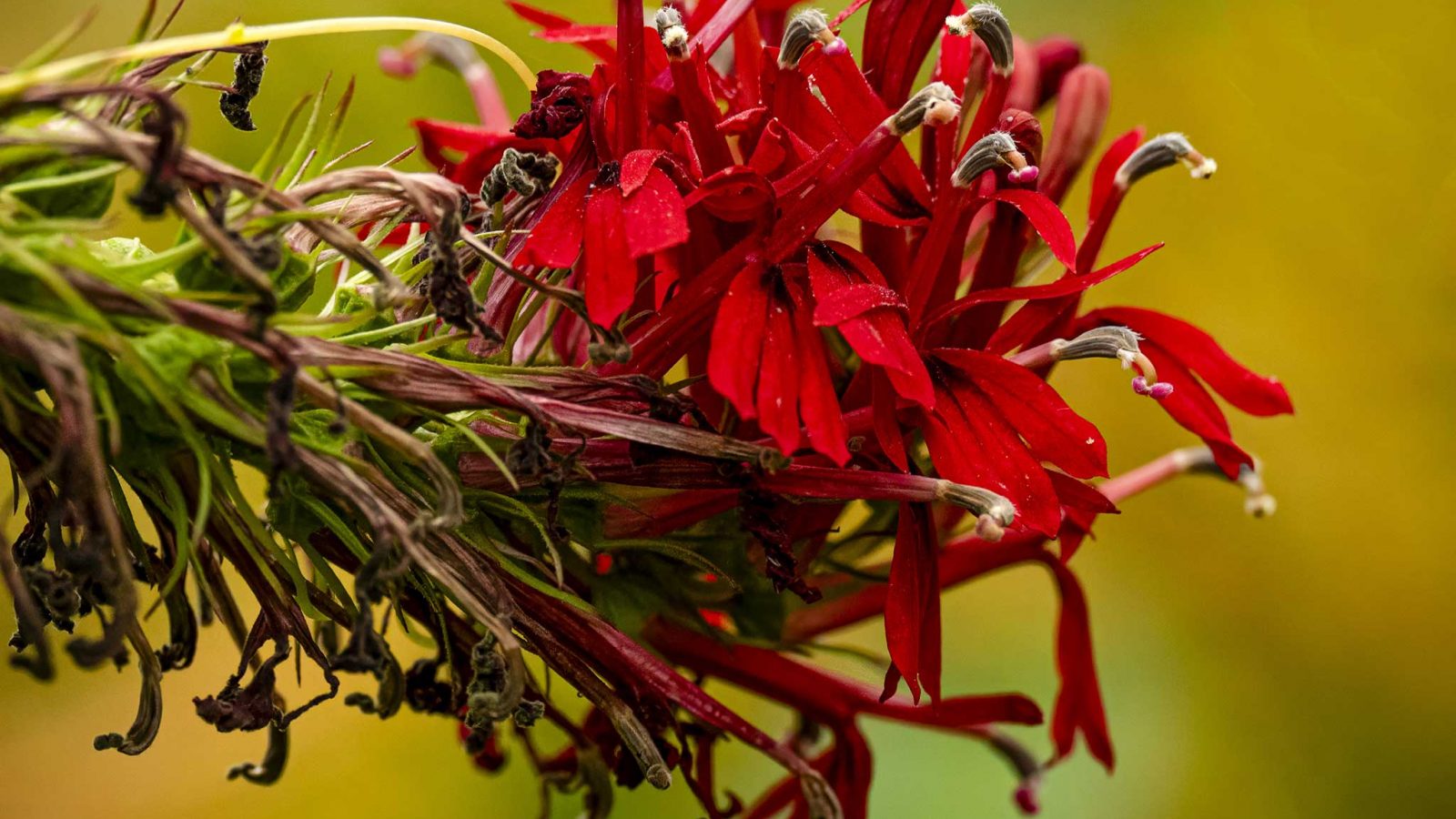Cardinal Flower