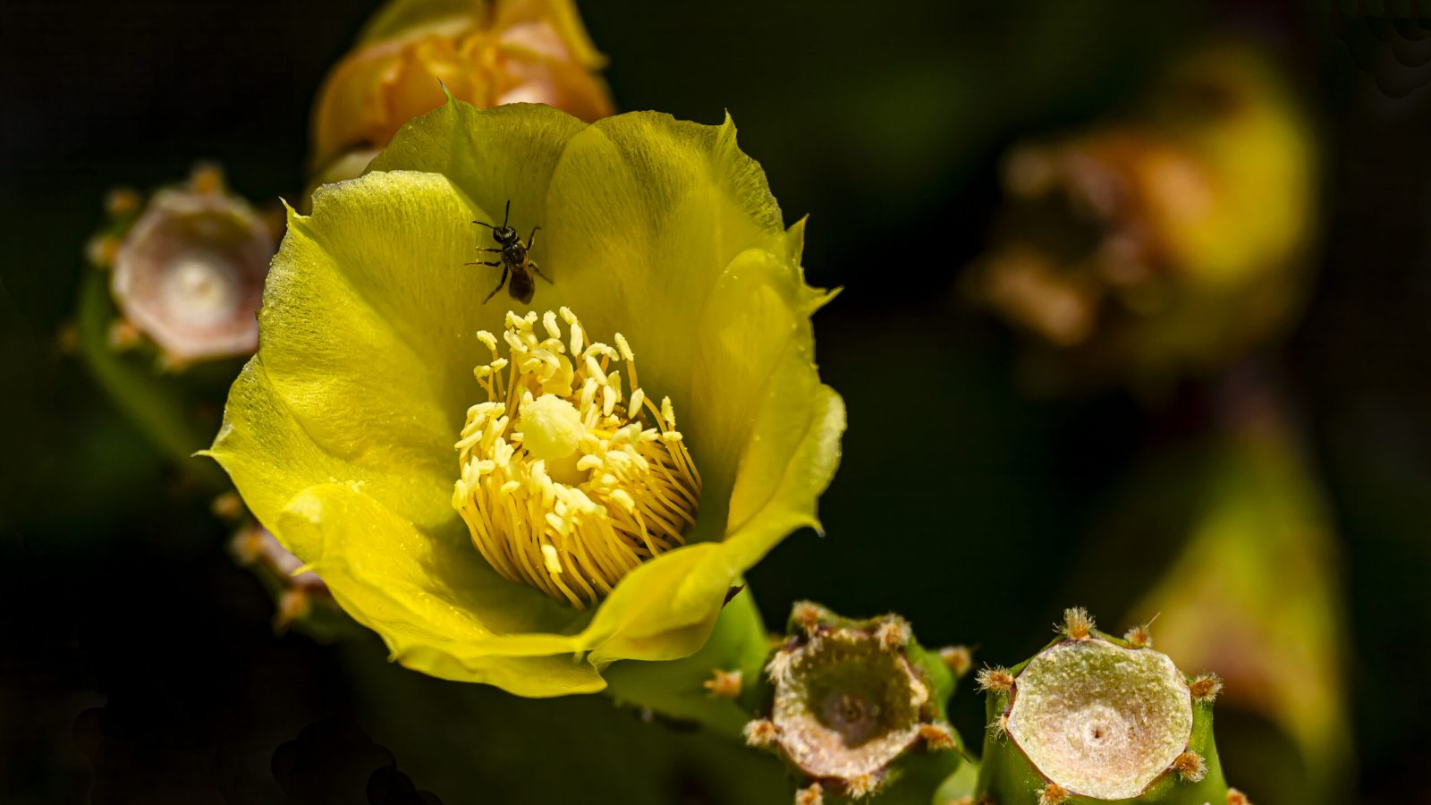 Palaszynski-Prickly Pear Cactus